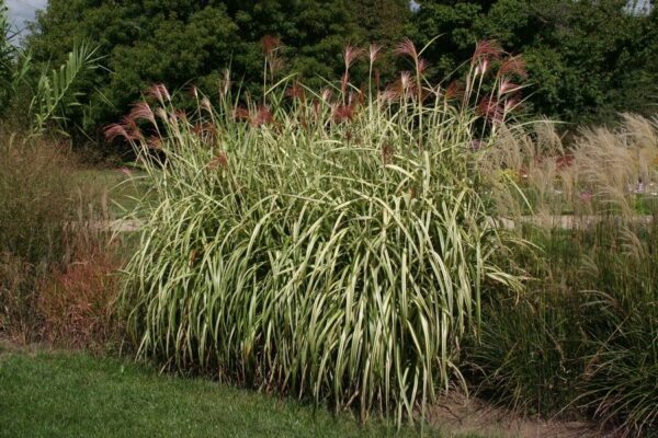 Мискантус китайский Кабарет (Miscanthus sinensis Cabaret)