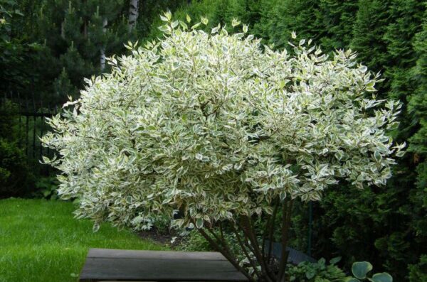 Дерен белый Сибирика (Cornus alba Sibirica)