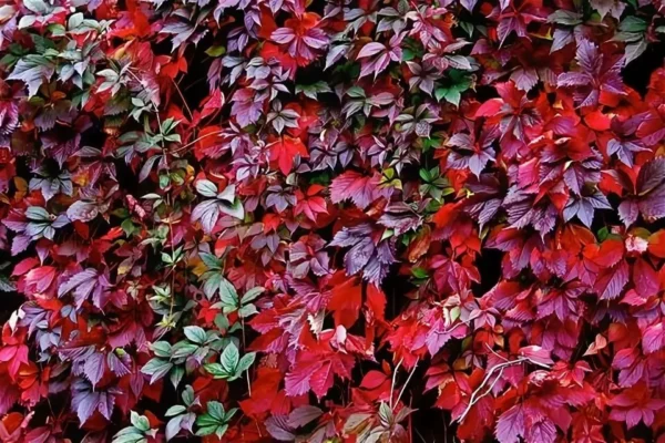 Виноград девичий пятилисточковый Рэд Валл Троки (Parthenocissus quinquefolia Redwall Troki)