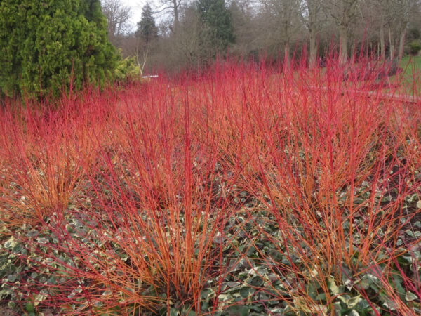 Дёрен кроваво-красный Энни Винтер Оранж  (Cornus sanguinea Anny's Winter Orange)