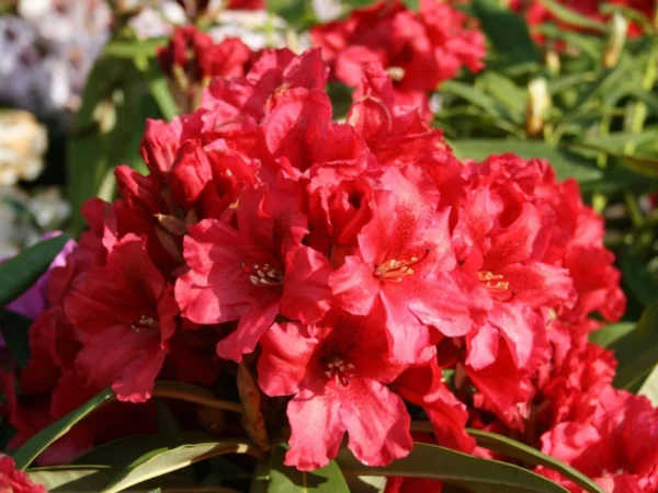 Рододендрон гибридный Рабатц (Rhododendron hybride Rabatz)