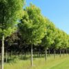 Клён серебристый (Acer saccharinum)