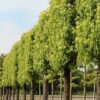 Клён серебристый (Acer saccharinum) — изображение 3