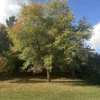 Клён серебристый (Acer saccharinum) — изображение 2