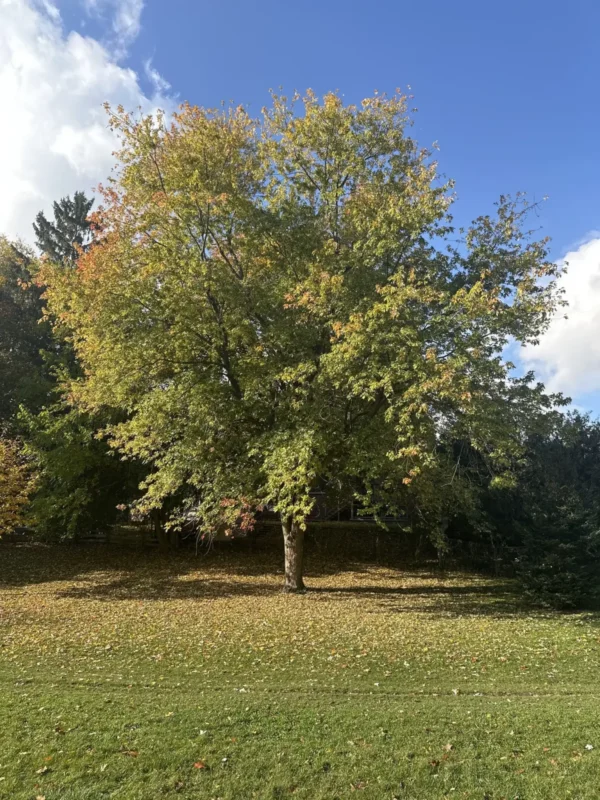 Клён сахаристый (Acer saccharinum) — изображение 2
