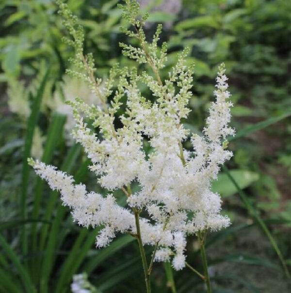 Астильба Арендса Диамант (Astilbe Diamant)