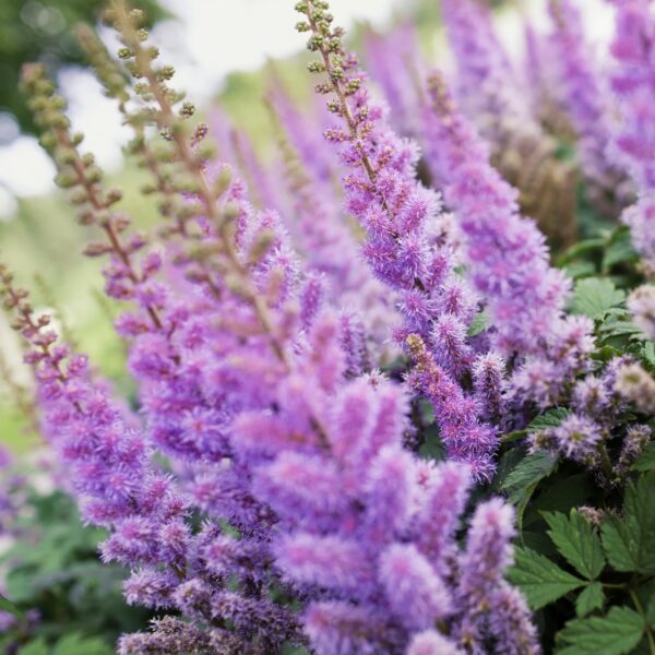 Астильба Пумила (Astilbe chinensis Pumila)