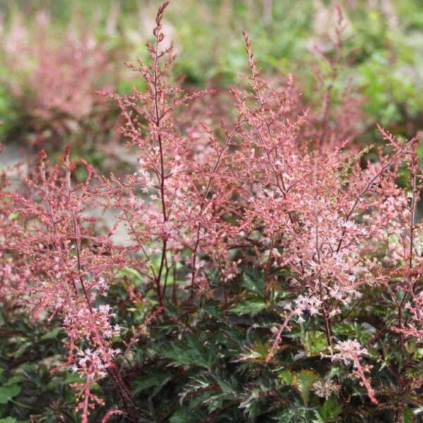 Астильба простолистная Иншриах Пинк (Astilbe simplicifolia Inshriach Pink)