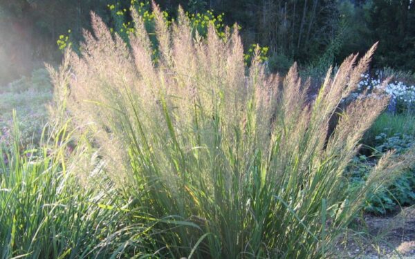 Вейник коротковолосистый (Calamagrostis brachytricha)