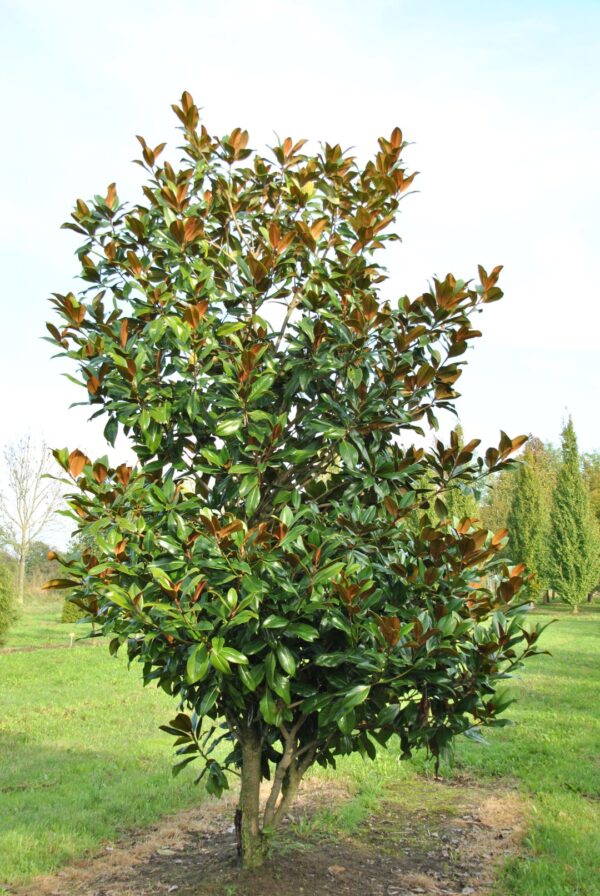 Магнолия крупноцветковая Галлисоненсис (Magnolia grandiflora Gallisoniensis)