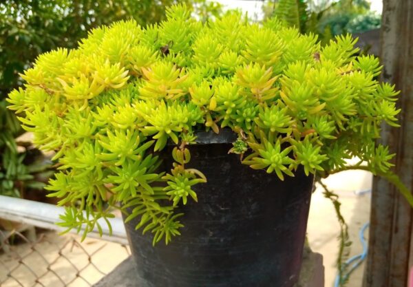 Седум кашпо (Sedum)