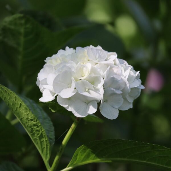 Гортензия крупнолистная белая (Hydrangea macrophylla white)
