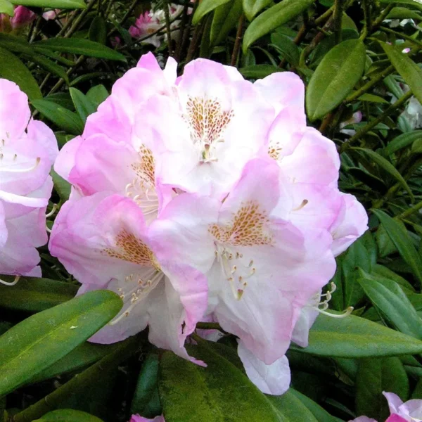 Рододендрона Бриджит (Rhododendron Brigitte)