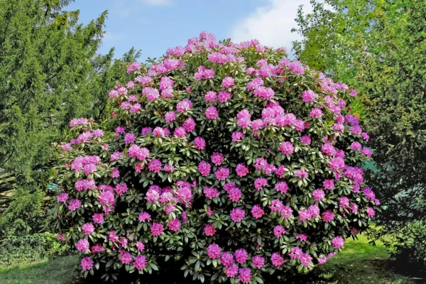 Рододендрона Бриджит (Rhododendron Brigitte) — изображение 2