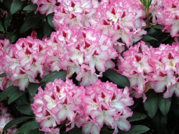 Рододендрон Хахманс Шарман (Rhododendron Hachmann`s Charmant)