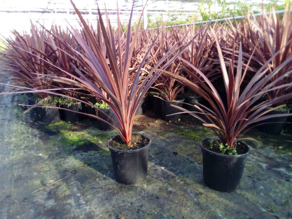Кордилина австралийская Atropurpurea (Cordyline australis Atropurpurea)