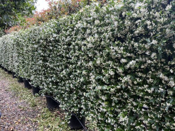 Трахелоспермум жасминовидный (Trachelospermum jasminoides)