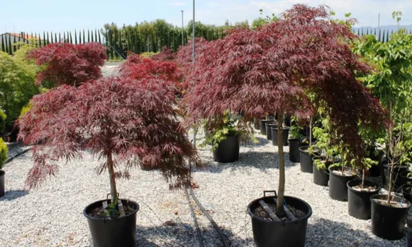 Клён дланевидный Инаба Шидаре (Acer palmatum Inaba Shidare)