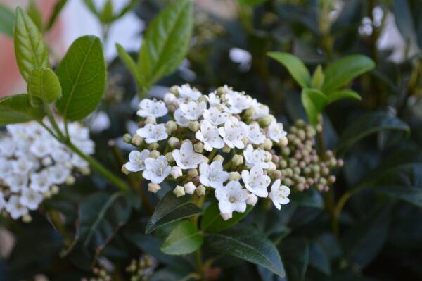 Калина лавролистная Ева Прайс (Viburnum tinus Eve Price)