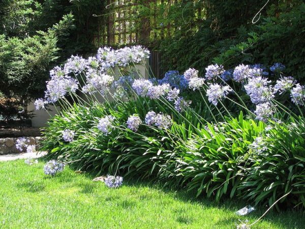 Агапантус зонтичный (композиция) (Agapanthus umbellatus)