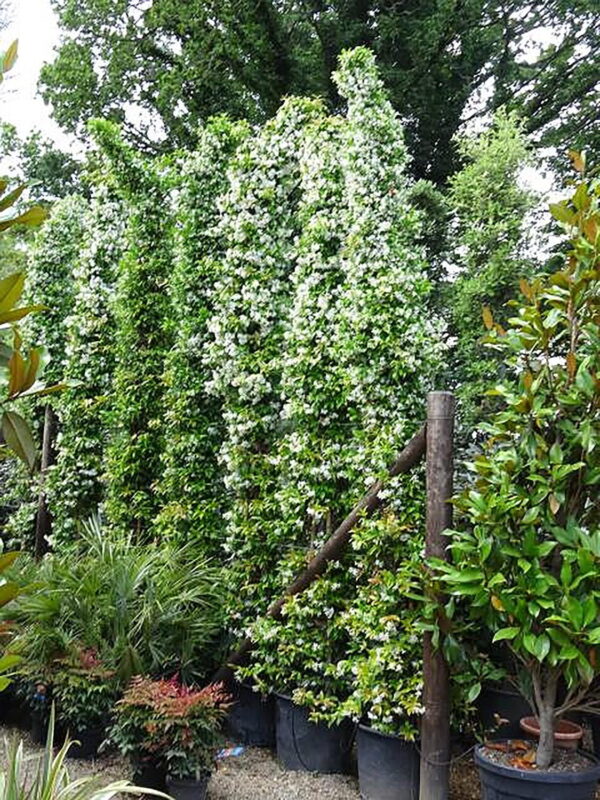 Трахелоспермум жасминовидный (Trachelospermum jasminoides) — изображение 2