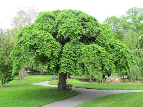 Вяз шершавый Пендула (Ulmus glabra Pendula)