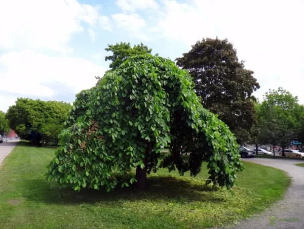 Вяз шершавый Пендула (Ulmus glabra Pendula) — изображение 3