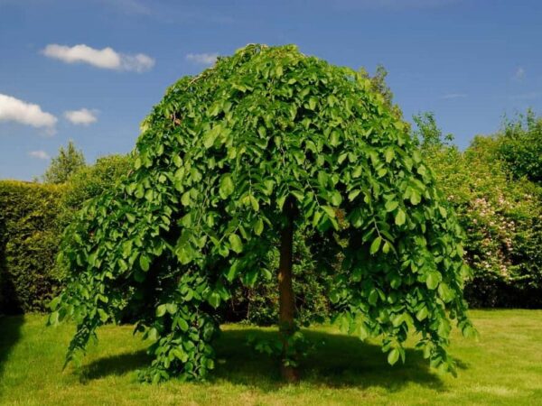 Вяз шершавый Пендула (Ulmus glabra Pendula) — изображение 2