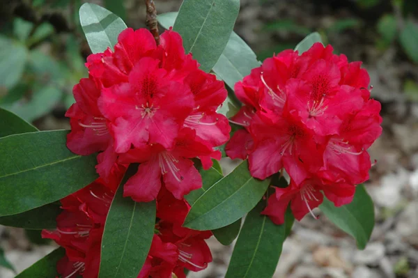 Рододендрон гибридный Вилгенс Руби (Rhododendron Wilgen's Ruby)