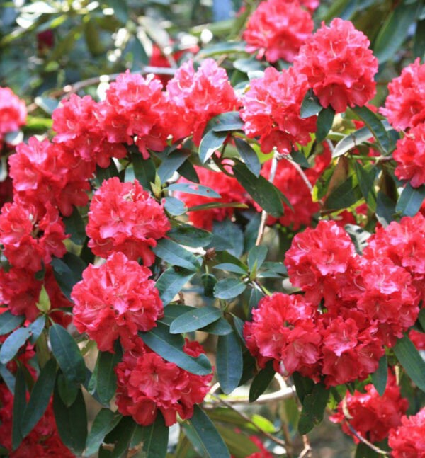 Рододендрон гибридный Вилгенс Руби (Rhododendron Wilgen's Ruby) — изображение 2
