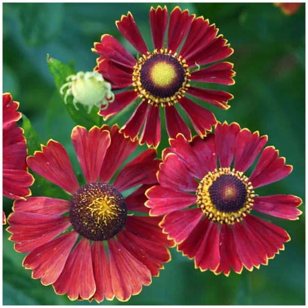 Гелениум осенний Хелена Ред Шейдс (Helenium autumnale Helena Red Shades)