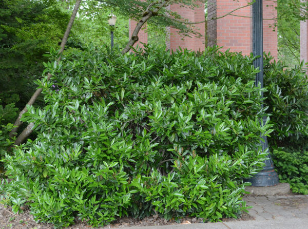 Лавровишня обыкновенная Отто Льюкеном (Prunus laurocerasus Otto Luyken)