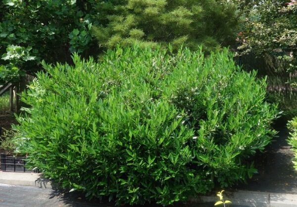 Лавровишня обыкновенная Отто Льюкеном (Prunus laurocerasus Otto Luyken) — изображение 3