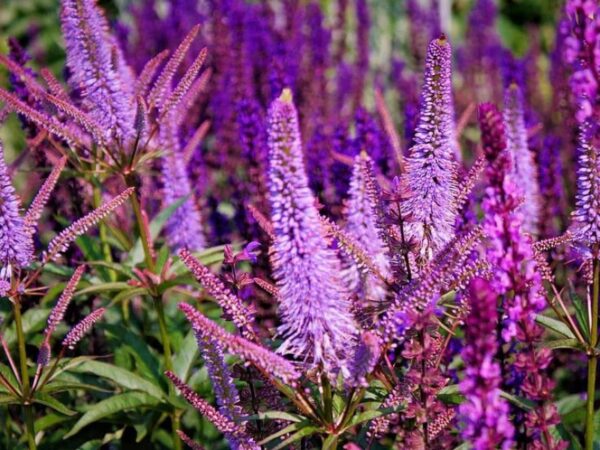 Вероникаструм виргинский Фасцинейшн (Veronicastrum virginicum Fascination)
