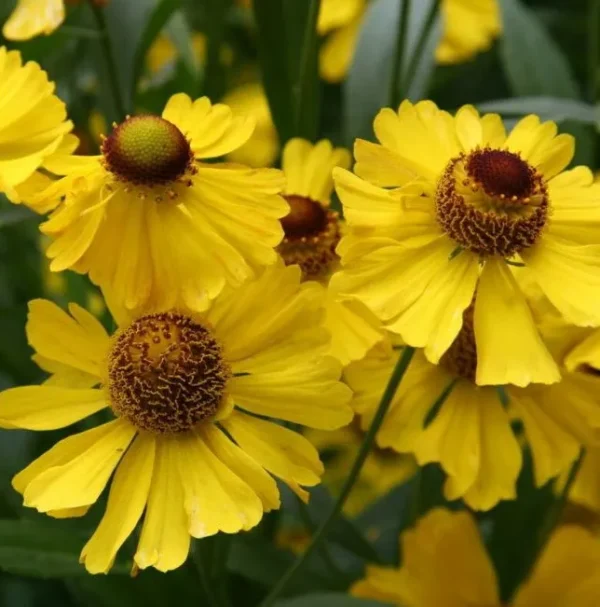 Гелениум осенний Елена Голд (Helenium autumnale Helena Gold)