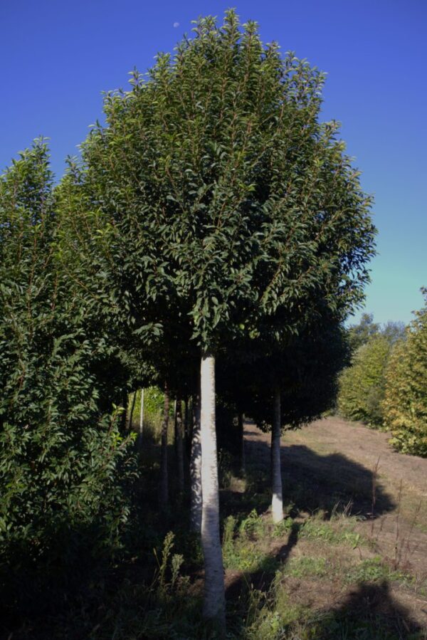 Вишня лузитанская Ангустифолия (Prunus lusitanica Angustifolia) — изображение 3