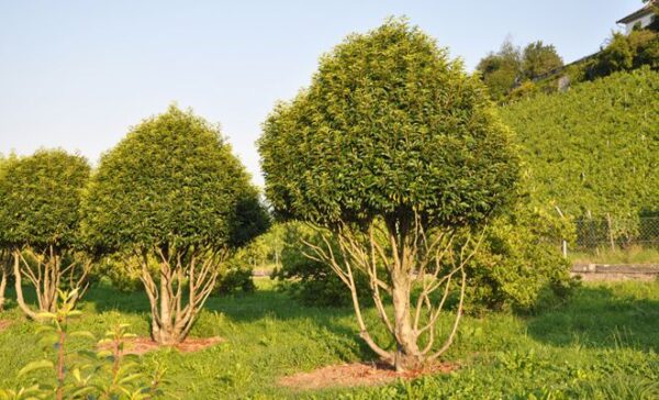Вишня лузитанская Ангустифолия (Prunus lusitanica Angustifolia) — изображение 2