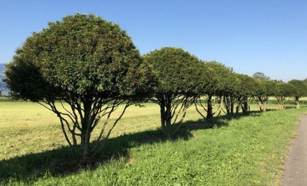 Вишня лузитанская Ангустифолия (Prunus lusitanica Angustifolia)