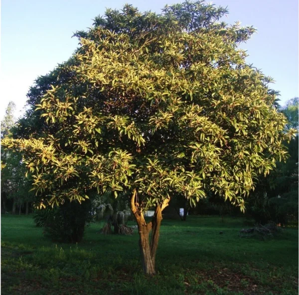 Мушмула японская (Eriobotrya japonica)