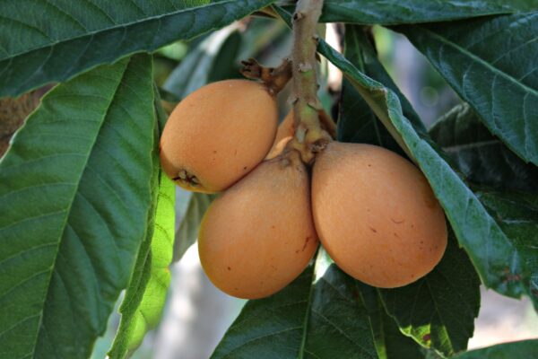 Мушмула японская (Eriobotrya japonica) — изображение 3