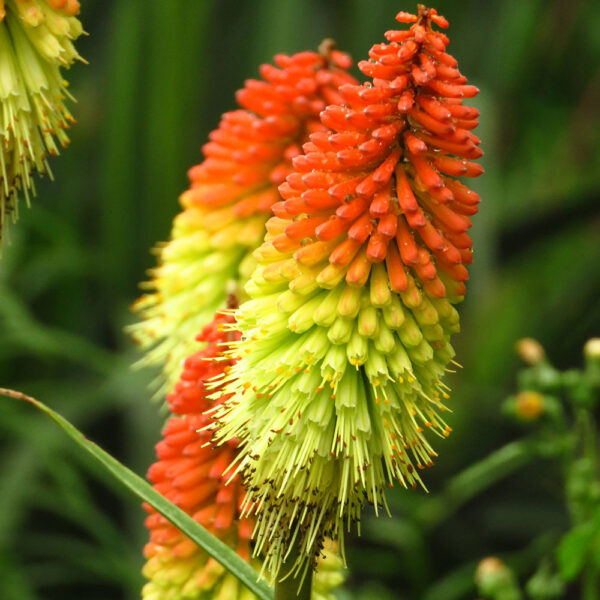 Книфофия гибридная Микс (Kniphofia uvaria Mix)