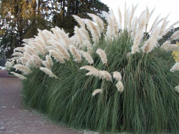 Кортадерия Селло Вайт Фезер (Пампасная трава) (Cortaderia selloana White Feather)