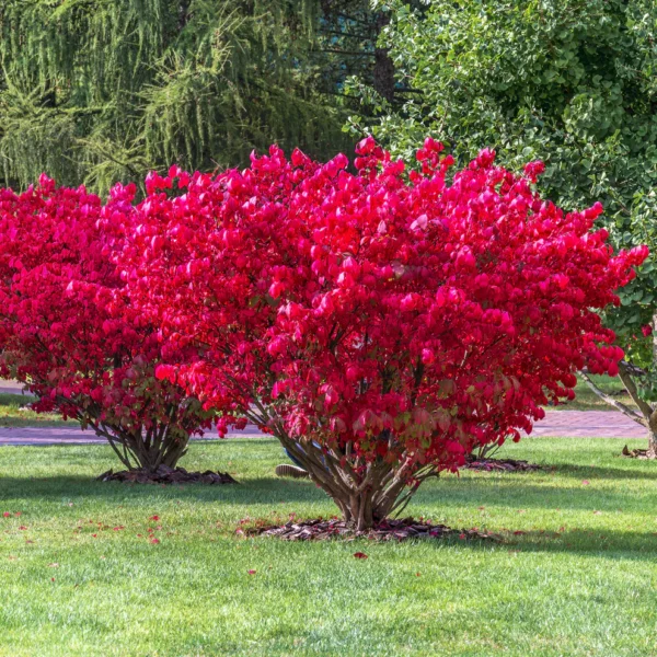 Бересклет крылатый Компактус (Euonymus alatus Compactus)