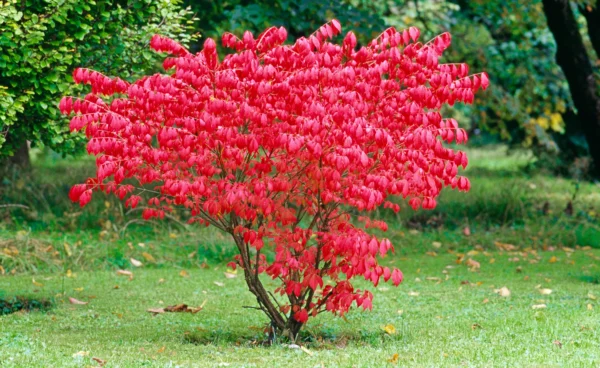 Бересклет крылатый Компактус (Euonymus alatus Compactus) — изображение 2