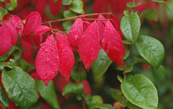 Бересклет крылатый Компактус (Euonymus alatus Compactus) — изображение 3