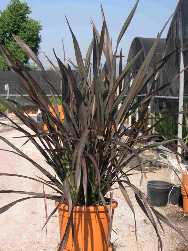 Лён новозеландский Пурпуреум (Phormium tenax Purpureum)