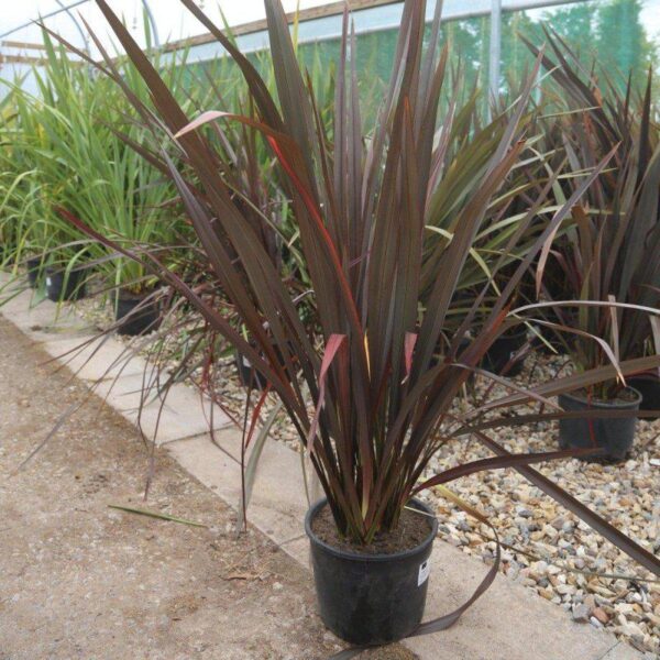 Лён новозеландский Пурпуреум (Phormium tenax Purpureum) — изображение 2