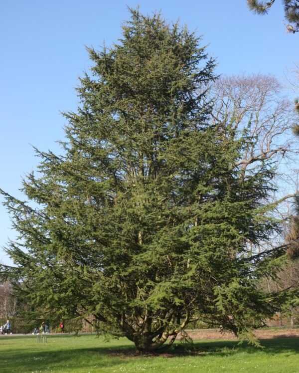 Кедр Ливанский (Cedrus libani)