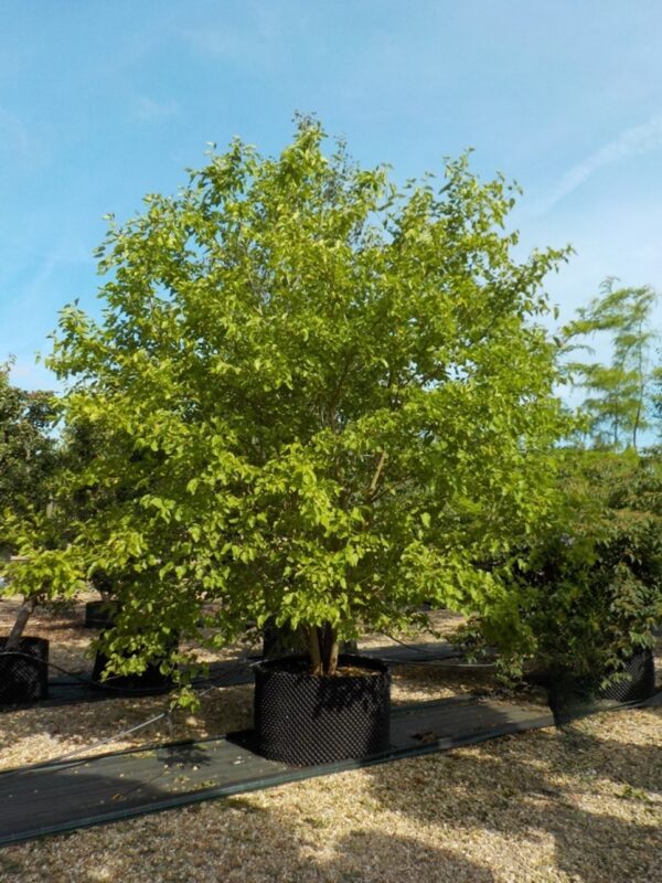 Шелковица белая (Morus alba)