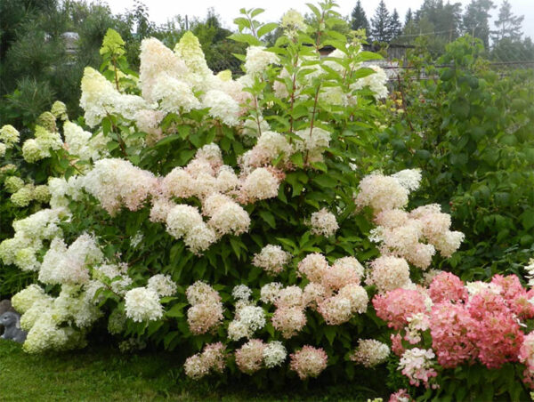 Гортензия метельчатая Фантом (Hydrangea paniculata Phantom) — изображение 2